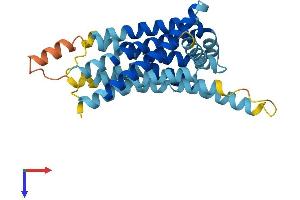 Taste Receptor, Type 2, Member 1 (TAS2R1) (AA 1-299) protein (His tag)