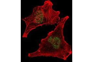 Immunofluorescence analysis of U251 cells using SUZ12 mouse mAb (green). (SUZ12 antibody)