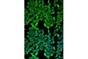 Immunofluorescence (IF) image for anti-Myelin Oligodendrocyte Glycoprotein (MOG) antibody (ABIN1876541) (MOG antibody)