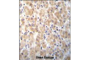 PABPN1L Antibody immunohistochemistry analysis in formalin fixed and paraffin embedded human liver tissue followed by peroxidase conjugation of the secondary antibody and DAB staining. (PABPN1L antibody  (AA 166-194))