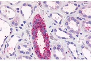 Anti-TAAR6 antibody  ABIN1049385 IHC staining of human kidney, renal tubules. (TAAR6 antibody  (C-Term))