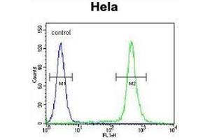 Flow cytometric analysis of Hela cells (right histogram) compared to a negative control cell (left histogram) using C18orf8/MIC1 Antibody (N-term), followed by FITC-conjugated goat-anti-rabbit secondary antibodies. (C18orf8 antibody  (N-Term))
