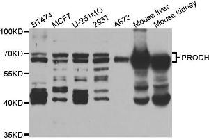 Western blot analysis of extracts of various cell lines, using PRODH antibody (ABIN5973448) at 1/1000 dilution. (PRODH antibody)