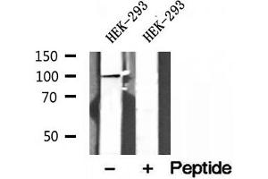 Western blot analysis of extracts of HEK-293 cells, using NLRX1 antibody. (NLRX1 antibody  (Internal Region))
