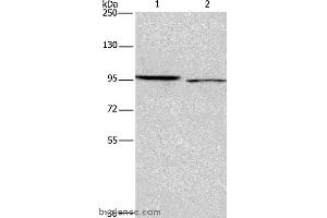 Western blot analysis of 293T and Hela cell, using ICAM5 Polyclonal Antibody at dilution of 1:500