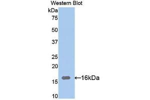 Western blot analysis of the recombinant protein. (Ribonuclease A12 (AA 21-147) antibody)