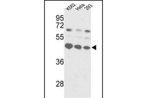 Western blot analysis of SSB Antibody (C-term) (ABIN389303 and ABIN2839423) in K562, Hela, 293 cell line lysates (35 μg/lane). (SSB antibody  (C-Term))