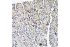 Immunohistochemistry of paraffin-embedded rat pancreas using PLTP Rabbit mAb (ABIN7269357) at dilution of 1:100 (40x lens). (PLTP antibody)