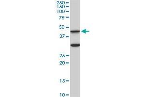 MAPK3 monoclonal antibody (M05), clone 3D6. (ERK1 antibody  (AA 279-379))
