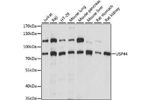 USP44 antibody  (AA 100-270)