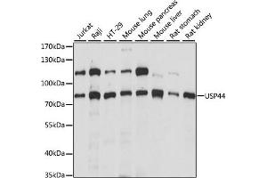 Western blot analysis of extracts of various cell lines, using USP44 antibody (ABIN7271164) at 1:1000 dilution. (USP44 antibody  (AA 100-270))