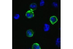 Immunofluorescence (IF) image for anti-SARS-CoV-2 Spike (C-Term) antibody (ABIN1030641)