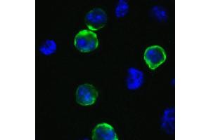 Immunofluorescence Validation of SARS-CoV-2 (COVID-19) Spike  in 293T Cells. (SARS-CoV-2 Spike antibody  (C-Term))