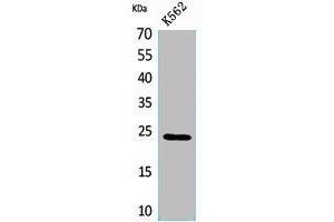 Western Blot analysis of K562 cells using CyPB Polyclonal Antibody. (PPIB antibody  (C-Term))