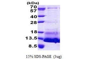 NPPC Protein (AA 24-126) (His tag)