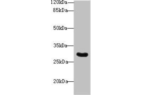 SNRNP35 antibody  (AA 1-244)