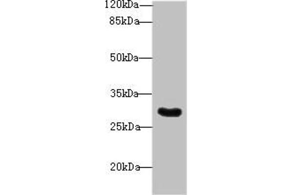 SNRNP35 Antikörper  (AA 1-244)