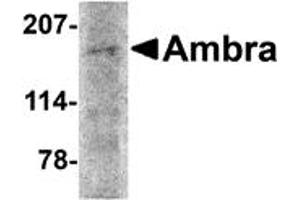 Western Blotting (WB) image for anti-Autophagy/beclin-1 Regulator 1 (AMBRA1) (N-Term) antibody (ABIN1031227) (AMBRA1 antibody  (N-Term))