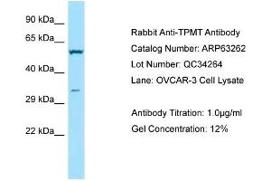 Western Blotting (WB) image for anti-Thiopurine S-Methyltransferase (TPMT) (C-Term) antibody (ABIN971920) (TPMT antibody  (C-Term))