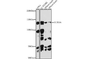 Western blot analysis of extracts of various cell lines, using CC2D1A antibody (ABIN7266430) at 1:1000 dilution. (CC2D1A antibody)