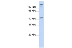 Western Blotting (WB) image for anti-AFG3-Like Protein 2 (AFG3L2) antibody (ABIN2459048) (AFG3L2 antibody)