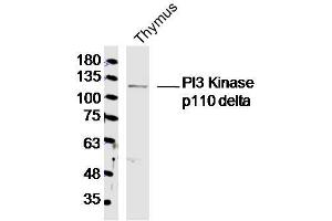 Mouse Thymus lysates probed with PI3 Kinase p110 delta Polyclonal Antibody, Unconjugated  at 1:300 dilution and 4˚C overnight incubation. (PIK3CD antibody  (AA 51-150))