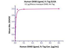 Immobilized Rhesus macaque OX40, His Tag (Cat# OX0-C5220) at 2 μg/mL (100 μl/well) can bind Human OX40 Ligand, Fc Tag (Cat# OXL-H526x) with a linear range of 0. (TNFRSF4 Protein (AA 28-214) (His tag))