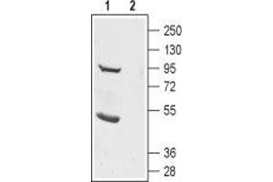 Western blot analysis of rat brain lysate: - 1. (Anoctamin 2 antibody  (3rd Extracellular Loop))