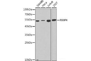 Western blot analysis of extracts of various cell lines using RBBP4 Polyclonal Antibody at dilution of 1:1000. (Retinoblastoma Binding Protein 4 antibody)
