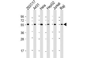 All lanes : Anti-alpha Tubulin Antibody at 1:2000 dilution Lane 1: 293T/17 whole cell lysate Lane 2: A431 whole cell lysate Lane 3: Hela whole cell lysate Lane 4: HepG2 whole cell lysate Lane 5: Jurkat whole cell lysate Lane 6: Raji whole cell lysate Lysates/proteins at 20 μg per lane. (alpha Tubulin antibody  (AA 408-439))