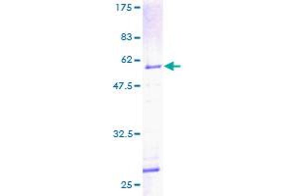 PHAP1 Protein (AA 1-249) (GST tag)