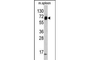 Western blot analysis of KRT4 antibody (C-term) (ABIN390684 and ABIN2840975) in mouse spleen tissue lysates (35 μg/lane). (KRT4 antibody  (C-Term))