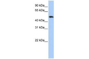 FAM175B anticorps  (Middle Region)