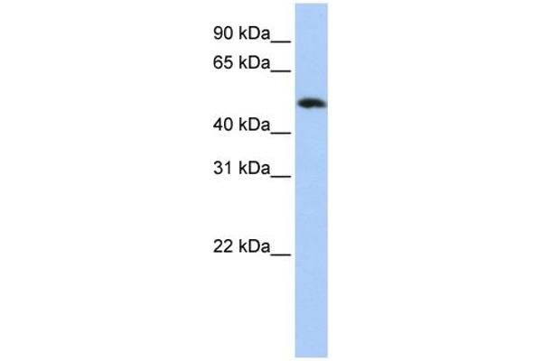 FAM175B antibody  (Middle Region)