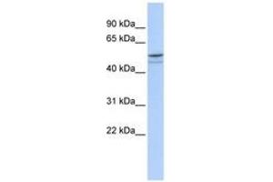 Image no. 1 for anti-DMRT-Like Family A1 (DMRTA1) (AA 179-228) antibody (ABIN6742358) (DMRTA1 antibody  (AA 179-228))