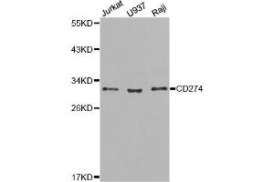 Western blot analysis of extracts of various cell lines, using CD274 antibody. (PD-L1 antibody)