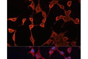 Immunofluorescence analysis of NIH/3T3 cells using DNAJA2 Polyclonal Antibody at dilution of 1:100. (DNAJA2 antibody)