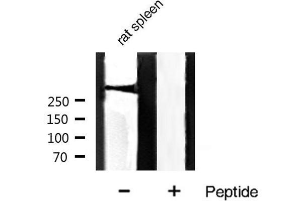 Filamin A antibody  (pSer2152)