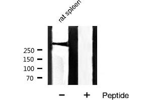 Western blot analysis of Filamin A phosphorylation expression in rat spleen tissue lysates,The lane on the right is treated with the antigen-specific peptide. (Filamin A antibody  (pSer2152))