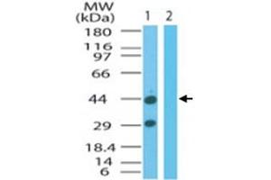Western blot analysis of FNTA in mouse colon cell lysate in the 1) absence and 2) presence of immunizing peptide. (FNTA antibody  (AA 150-250))