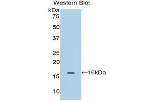 Western Blotting (WB) image for anti-Cyclin-Dependent Kinase 1 (CDK1) (AA 59-182) antibody (ABIN1175165) (CDK1 antibody  (AA 59-182))
