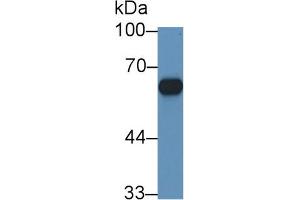 Western Blot; Sample: Mouse Adrenal gland lysate; Primary Ab: 1µg/ml Rabbit Anti-Rat CYP11B1 Antibody Second Ab: 0. (CYP11B1 antibody  (AA 1-498))