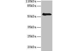 RBMY1F antibody  (AA 1-496)