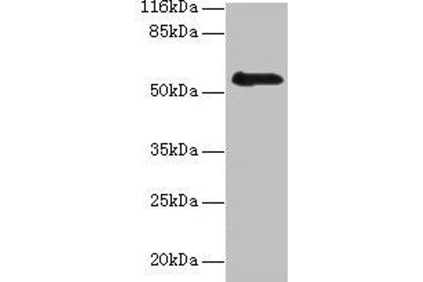 RBMY1F anticorps  (AA 1-496)
