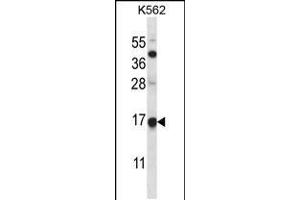 Western blot analysis in K562 cell line lysates (35ug/lane). (MAGOH antibody  (AA 46-74))