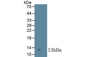 Detection of Recombinant IL8, Bovine using Monoclonal Antibody to Interleukin 8 (IL8) (IL-8 antibody  (AA 23-101))