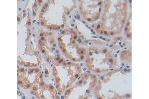 Used in DAB staining on fromalin fixed paraffin- embedded kidney tissue (ERI1 antibody  (AA 2-249))