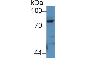 Western Blot; Sample: Rat Lung lysate; Primary Ab: 2µg/mL Rabbit Anti-Rat POSTN Antibody Second Ab: 0.