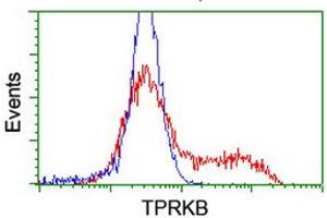 Image no. 2 for anti-TP53RK Binding Protein (TPRKB) antibody (ABIN1501485) (TPRKB antibody)