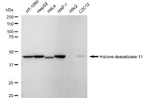 anti-Histone Deacetylase 11 (HDAC11) antibody